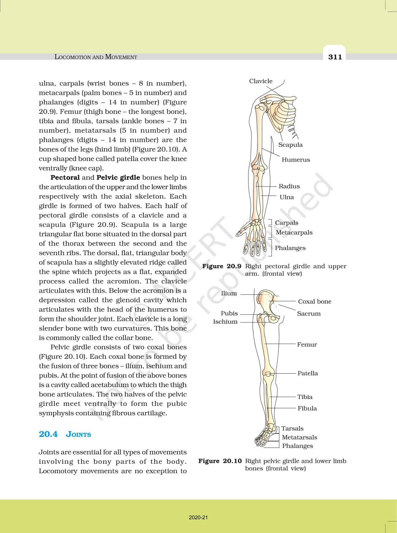 Locomotion And Movement - NCERT Book Of Class 11 Biology